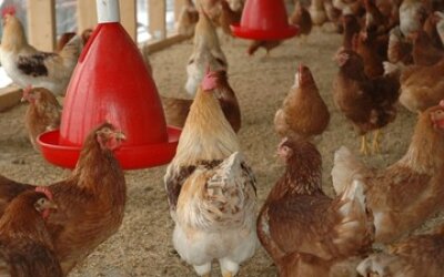 Arab Saudi Larang Impor Ayam dan Telur dari 40 Negara, Termasuk Indonesia