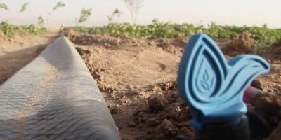Petani di Herat Beralih ke Drip Irigasi di Tengah Kekeringan yang Berkepanjangan