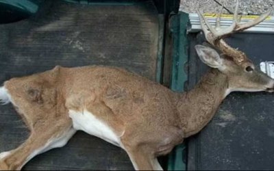 Apa itu penyakit "rusa zombie" yang diperingatkan oleh para ahli dapat menyebar ke manusia?