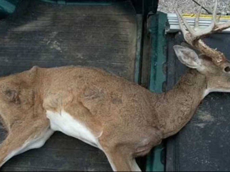 Apa itu penyakit "rusa zombie" yang diperingatkan oleh para ahli dapat menyebar ke manusia?