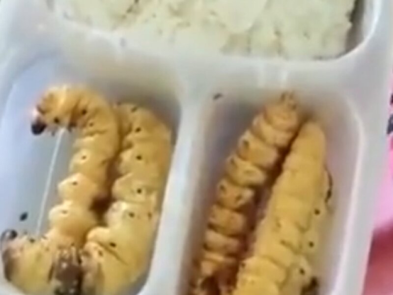 Ahli Gizi Pertanyakan Rencana Menu Serangga untuk Makan Bergizi Gratis di Daerah Tertentu