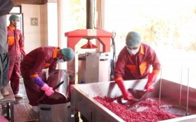 Kandahar Membuka Fasilitas Pengolahan Delima Pertama