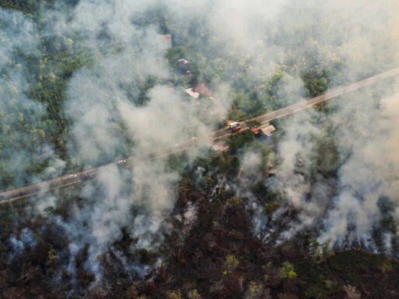 Komersialisasi Alam: Membakar Hutan Demi Mengejar Cuan
