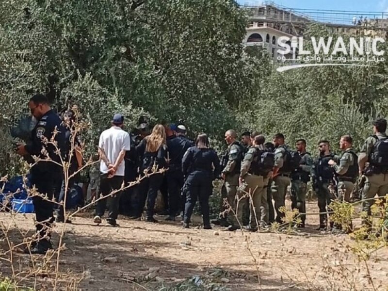 Tiga Warga Palestina Terluka Diserang Pemukim 'Israel' Saat Panen Zaitun di Nablus