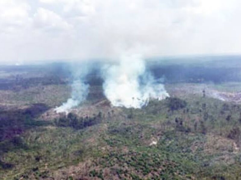 Memprihatinkan! Separuh Taman Nasional Tesso Nilo Kini Jadi Kebun Sawit Ilegal