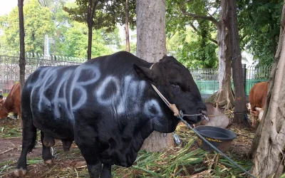Prabowo Beli 1.098 Ekor Sapi untuk Kurban, Pakai APBN Total Rp100 M