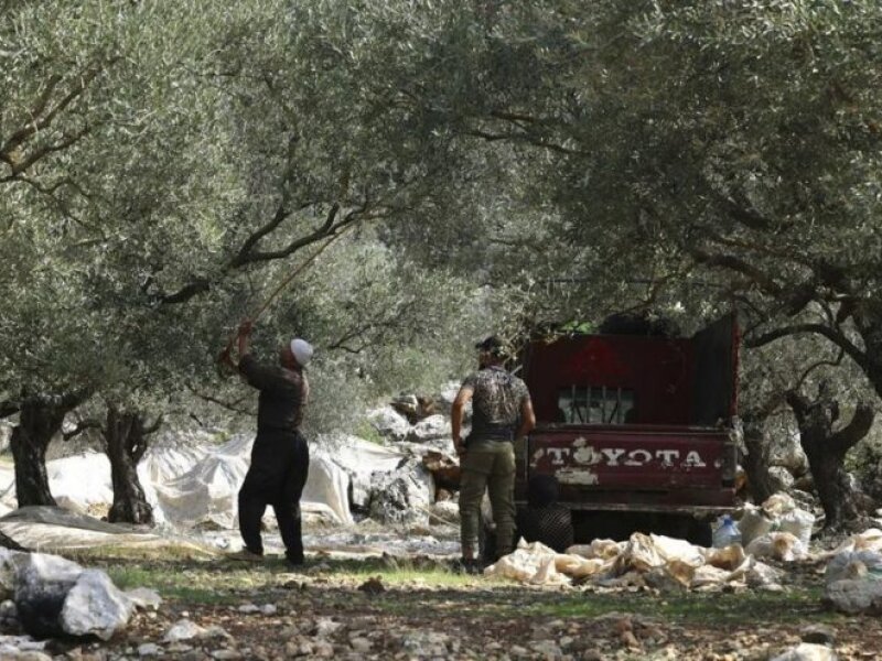 Ketika Akar Zaitun Dirusak: Palestina dan Krisis Kepemimpinan Umat