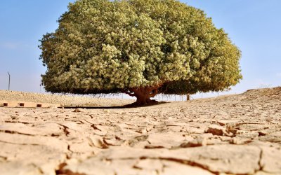Pohon Yang Diberkahi (Al Buqayawiyya)