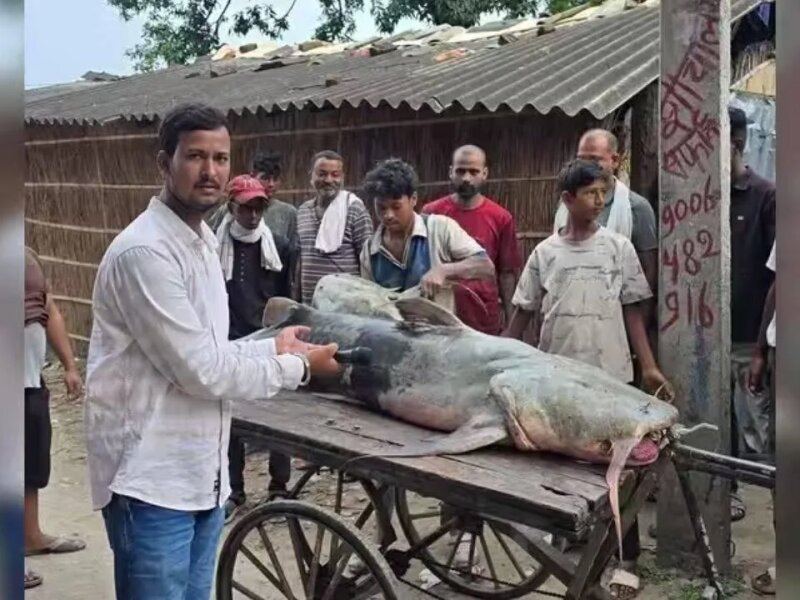 Ikan Misterius Muncul Usai Banjir Nepal, Warga Bihar Dilarang Makan