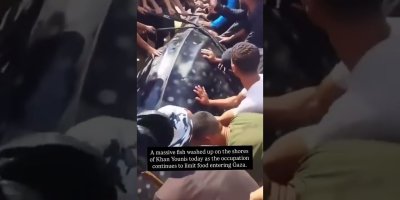 Keajaiban Terjadi Lagi di Gaza, hiu Paus Langka Merapat ke Pantai di Saat Warga Kelaparan