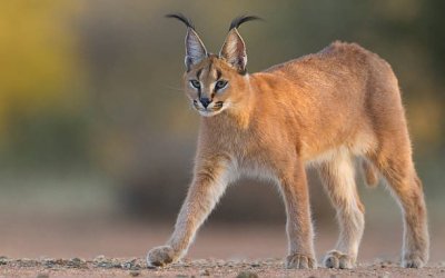 Lynx Liar Serang Tentara ‘Israel’ di Gurun Naqab