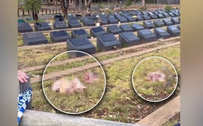 Buntut Penembakan di Australia, Pemakaman Muslim di Narellan Dinodai Kepala Babi