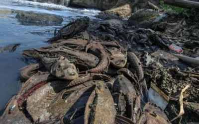 Pemkot Jaksel Tangani Ikan Sapu-Sapu Sesuai Rekomendasi MUI