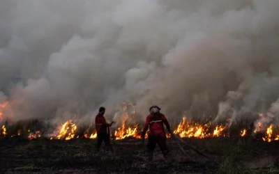 KAWALI Desak Pejabat Lalai Tangani Karhutla Diberi Sanksi Tegas, hingga Pemecatan dan Pidana