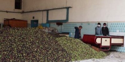 Panen Zaitun dan Produksi Minyak di Nangarhar Melonjak 45%