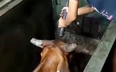 MUI Surabaya Memastikan Belum Ada Pelanggaran Syariat Terkait Video Viral Stunning Sapi