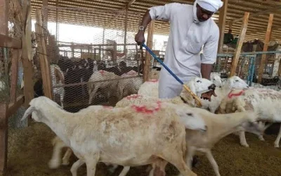 MUI Tegaskan Dam Haji Tamattu’ dan Qiran Wajib Disembelih di Tanah Haram, Tidak Sah Jika Dilakukan di Indonesia