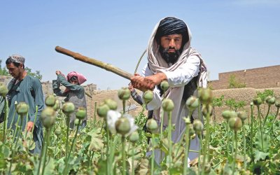 Sejak IIA Berkuasa, Petani Afghanistan Beralih tak Menanam Opium Lagi