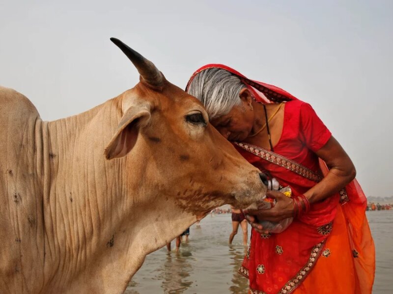 Rayakan Hari Valentine, Warga India Diminta Memeluk Sapi