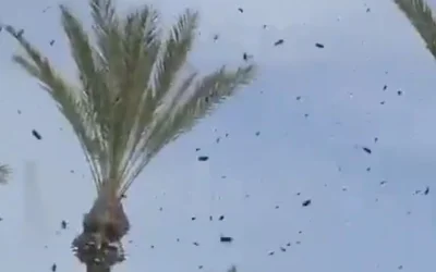 Puluhan Ribu Lebah Serbu Mal di 'Israel', Warga Diminta Tutup Pintu dan Jendela
