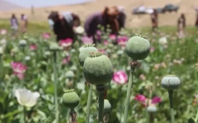 Sejak Imarah Islam Berkuasa Penanaman Opium Menurun 95%