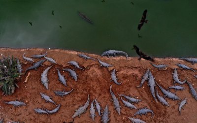 Takut Dijadikan Alat Terror, ‘Israel’ Bunuh Ratusan Buaya