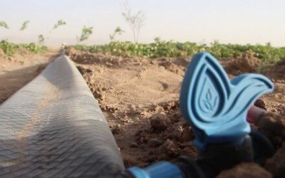 Petani di Herat Beralih ke Drip Irigasi di Tengah Kekeringan yang Berkepanjangan