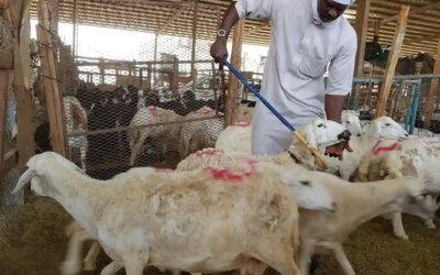 Muhammadiyah Keluarkan Fatwa: Penyembelihan Dam Haji Boleh Dialihkan ke Indonesia