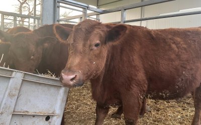 Sapi Merah dan Pembangunan Kuil Ketiga, Persiapan Kedatangan Mesias?