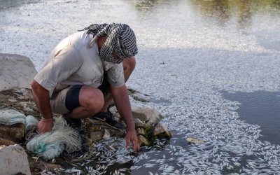 Fenomena Ribuan Ikan Mati Massal Kembali Terjadi di Irak