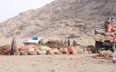 Berantas Narkotika, Pejabat Kandahar Membakar Lebih dari 13.000 Kg Narkotika Selundupan