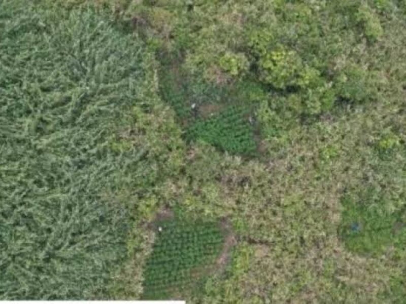 Terekam Kamera Drone, 59 Titik Ladang Ganja Tersembunyi di Bromo