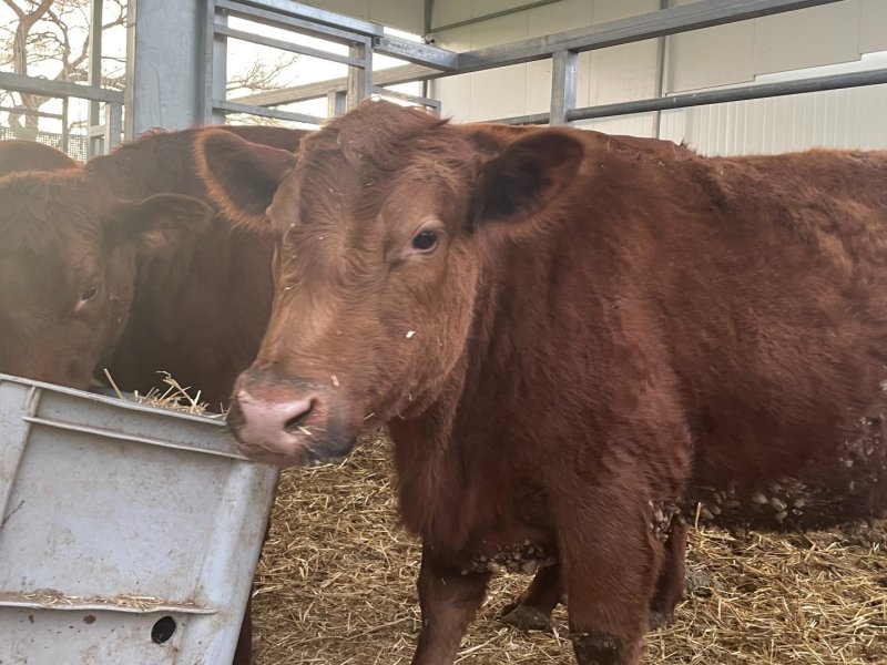 Sapi Merah dan Pembangunan Kuil Ketiga, Persiapan Kedatangan Mesias?