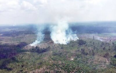 Memprihatinkan! Separuh Taman Nasional Tesso Nilo Kini Jadi Kebun Sawit Ilegal