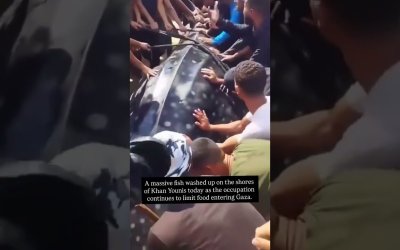 Keajaiban Terjadi Lagi di Gaza, hiu Paus Langka Merapat ke Pantai di Saat Warga Kelaparan