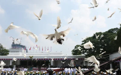 ICW Soroti Pengadaan Burung Merpati Rp305 Juta untuk HUT ke-81 RI di Tengah Bencana