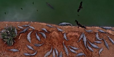 Takut Dijadikan Alat Terror, ‘Israel’ Bunuh Ratusan Buaya