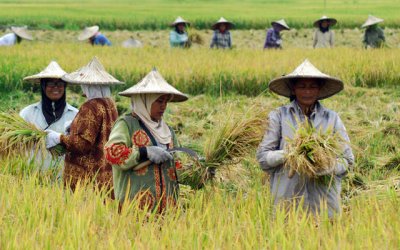 Keran Impor Dibuka Lebar, Swasembada Pangan Hanya Sebatas Angan