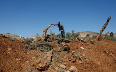 ‘Israel’ Jadikan Pohon Zaitun Target Perang: 10 Ribu Dicabut dalam Tiga Hari