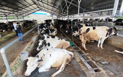 Nasib Peternak Susu Sapi di Tengah Meningkatnya Impor Susu VBB VB NB