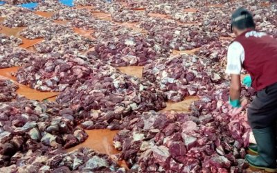 Menabung Rp 10 ribu tiap hari, warga Dusun Krajan sembelih 668 hewan kurban