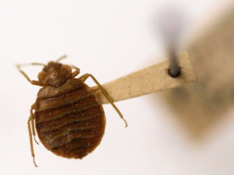 Ngeri! Paris Diserang Kutu Busuk Jelang Olimpiade 2024