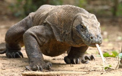 Komodo gigit tangan seorang ibu di NTT