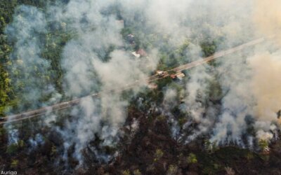 Komersialisasi Alam: Membakar Hutan Demi Mengejar Cuan