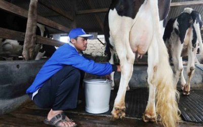 Impor Susu, Peternak Sapi Lokal Lesu
