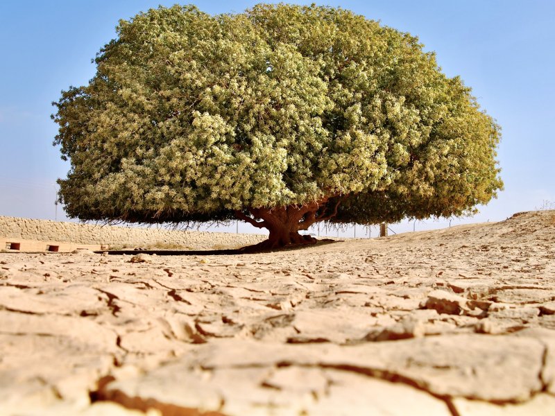 Pohon Yang Diberkahi (Al Buqayawiyya)