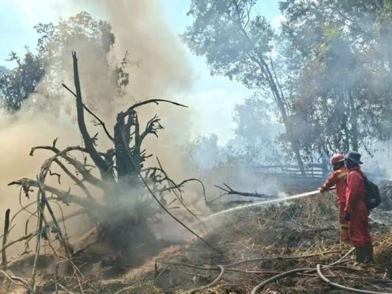 Karhutla Kalteng Kian Parah, ISPU Disebut Tembus 4.000, Warga Desak Evakuasi Kelompok Rentan