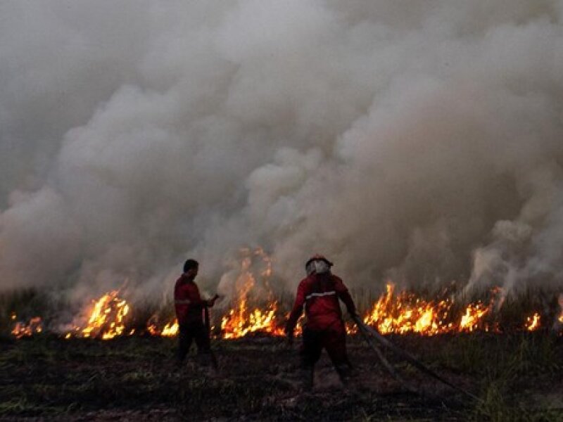 KAWALI Desak Pejabat Lalai Tangani Karhutla Diberi Sanksi Tegas, hingga Pemecatan dan Pidana